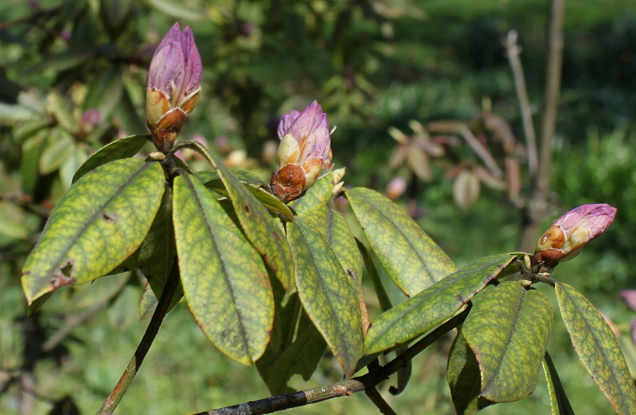 Image of Rhododendron augustinii specimen.