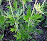 Anemone sylvestris. Стебли с листьями цветущих растений. Украина, Киевская обл., Мироновский р-н, окр. с. Мал. Букрин, РЛП \"Трахтемиров\", запущенное поле. 10 мая 2013 г.