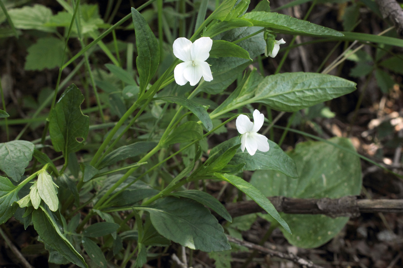 Image of Viola pumila specimen.