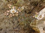 Sedum hispanicum. Верхушка цветущего растения. Крым, окр. пос. Никита, Никитская расселина. 24.05.2013.