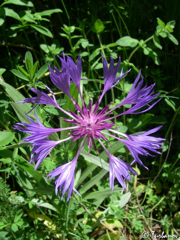 Изображение особи Centaurea fuscomarginata.