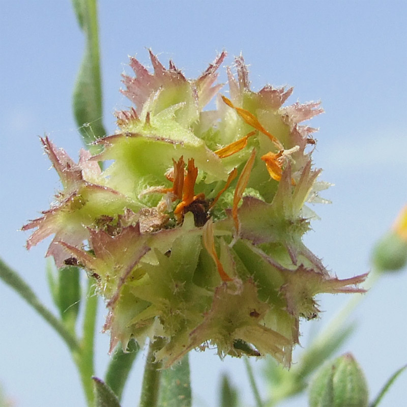 Image of Calendula persica specimen.