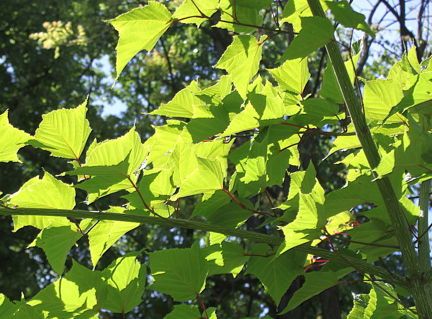 Image of Acer capillipes specimen.