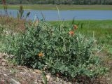 Glaucium corniculatum