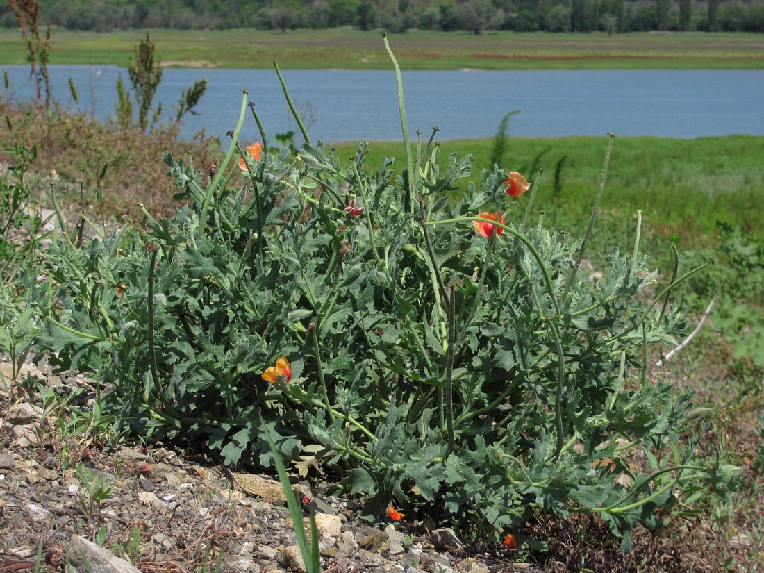 Image of Glaucium corniculatum specimen.