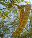 Gleditsia triacanthos. Незрелые плоды. Украина, Крым, г. Джанкой, парк. 12.08.2009.