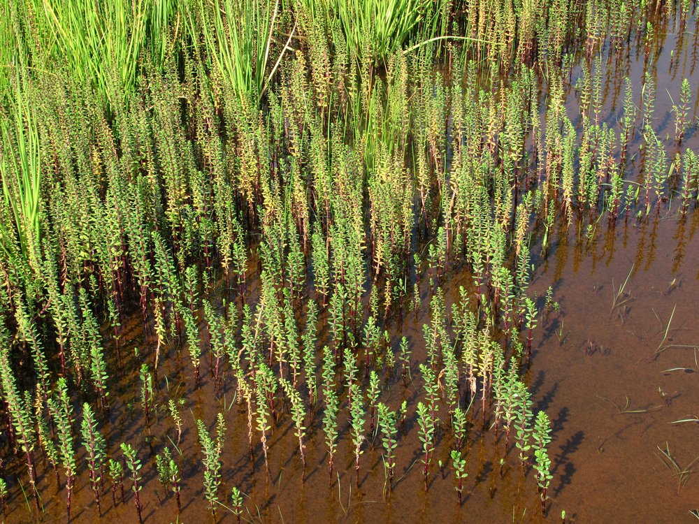 Image of Hippuris tetraphylla specimen.