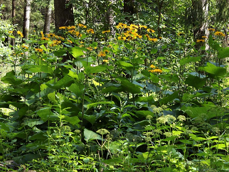 Изображение особи Telekia speciosa.