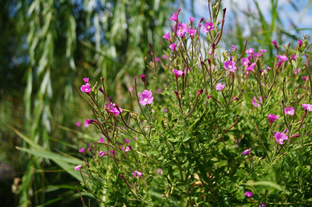 Image of Epilobium hirsutum specimen.