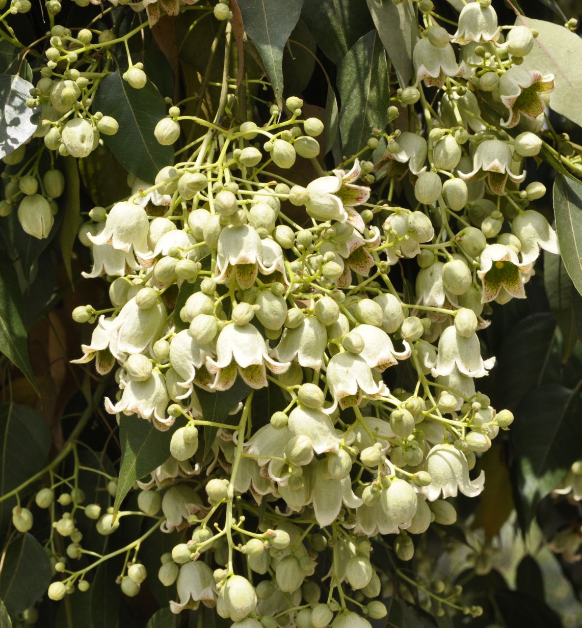 Изображение особи Brachychiton populneus.