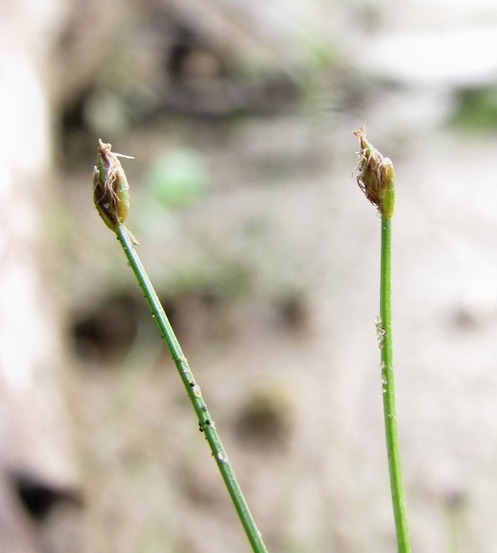 Изображение особи Eleocharis acicularis.