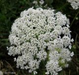 Daucus carota. Соцветие - сложный зонтик (вид сверху). Украина, г. Киев, Южная Борщаговка, ул. Булгакова, берег пруда. 17 июля 2013 г.