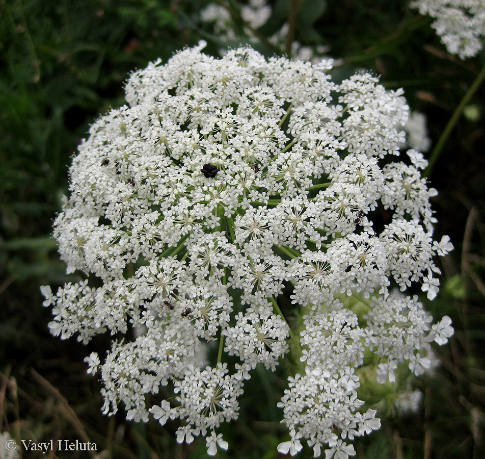 Изображение особи Daucus carota.