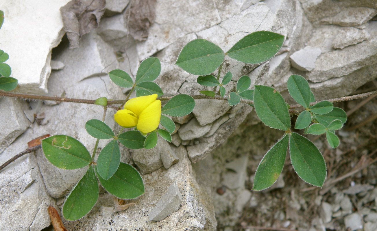 Image of Argyrolobium biebersteinii specimen.