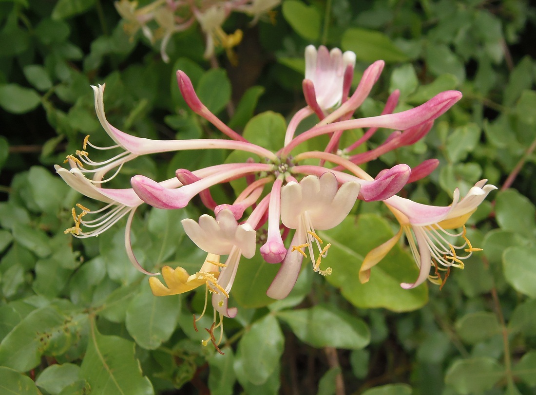 Изображение особи Lonicera caprifolium.