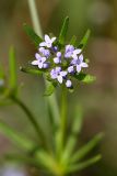 Asperula setosa. Соцветие. Южный Казахстан, хр. Боролдайтау, горы Кокбулак. 29.04.2013.