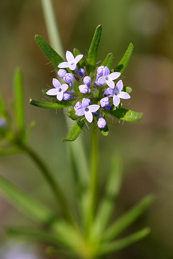 Изображение особи Asperula setosa.