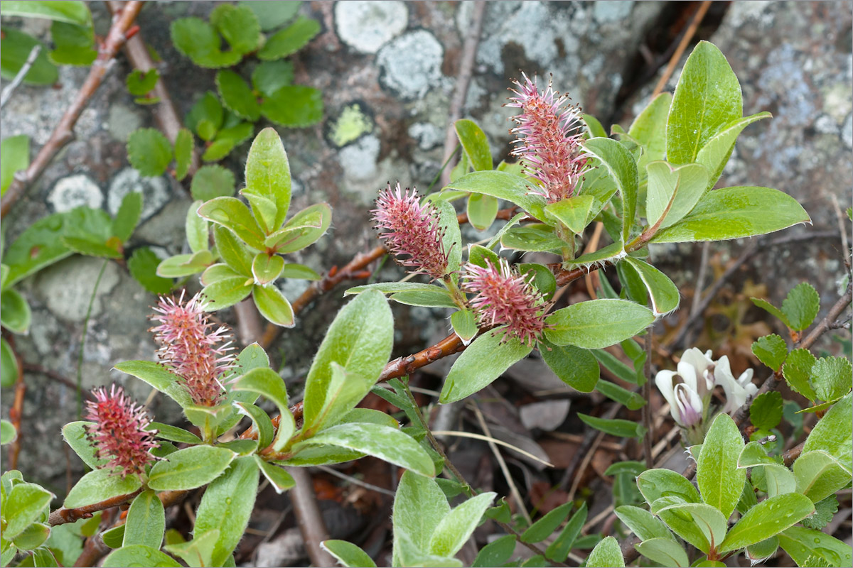 Image of Salix glauca specimen.