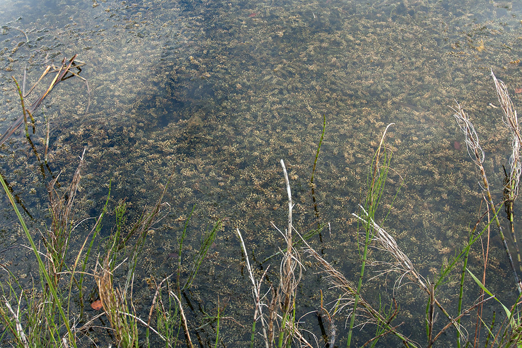 Изображение особи Elodea canadensis.