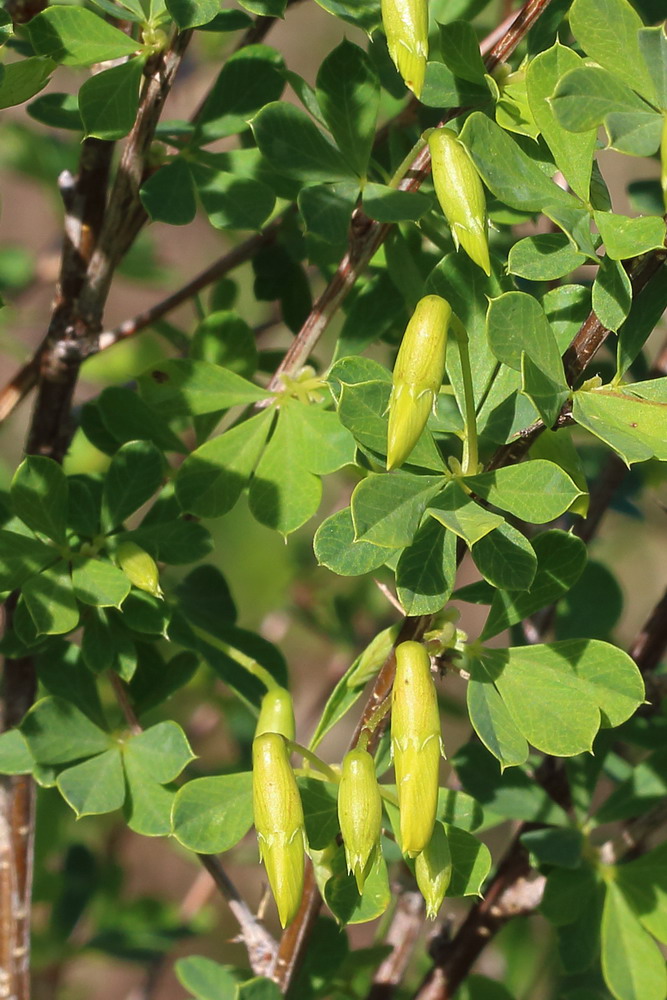 Image of Caragana frutex specimen.