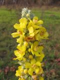 Verbascum lychnitis. Верхушка соцветия. Краснодарский край, окр. г. Крымск. 27.10.2013.