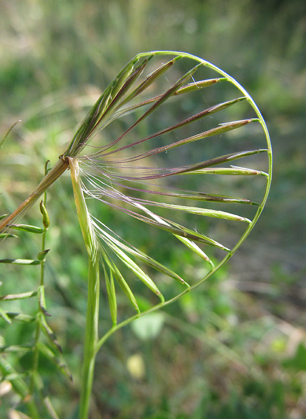 Изображение особи Vulpia ciliata.