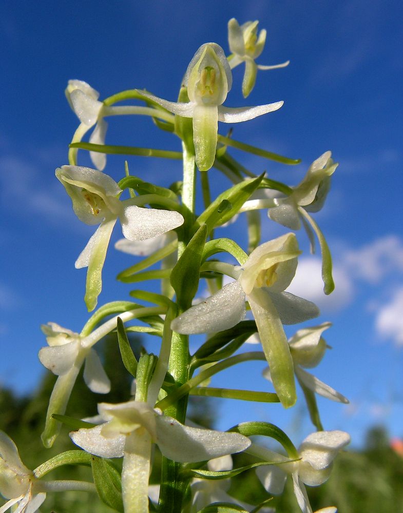 Изображение особи Platanthera metabifolia.