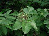 Sambucus kamtschatica. Соплодие с незрелыми плодами и листья. Камчатский край, Елизовский р-н, г. Петропавловск-Камчатский, южный склон сопки. 27.07.2013.