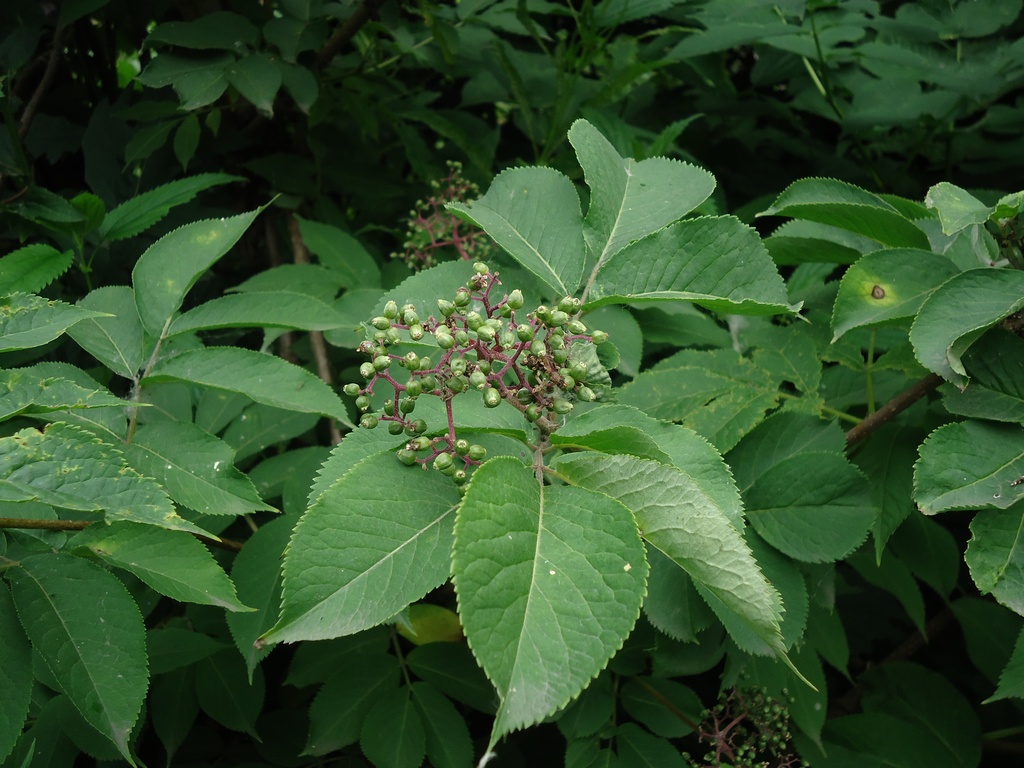 Изображение особи Sambucus kamtschatica.