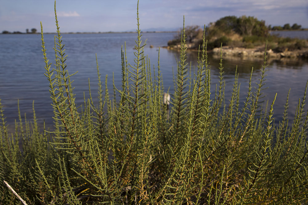 Image of Arthrocnemum macrostachyum specimen.