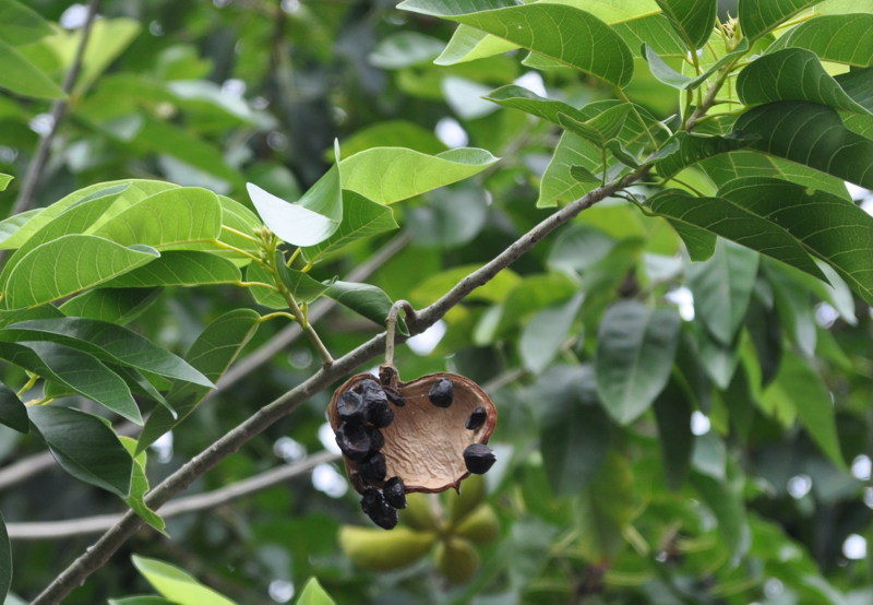 Image of Sterculia guttata specimen.