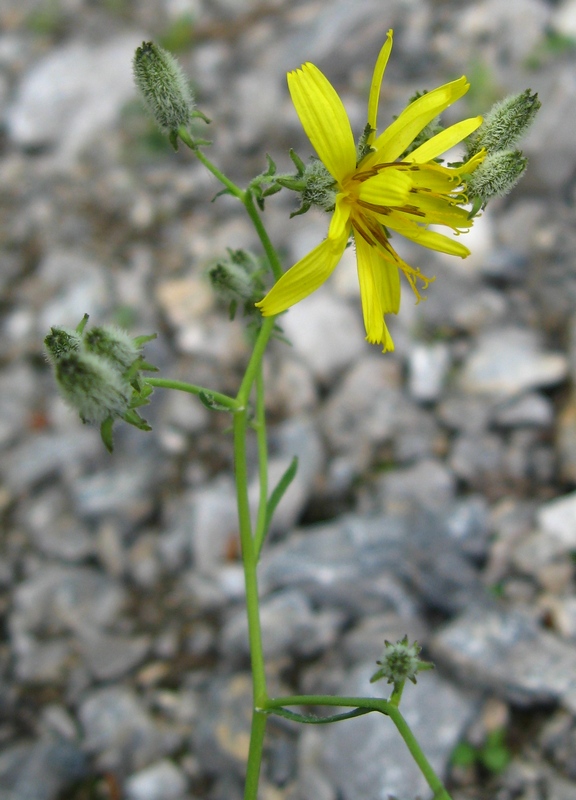 Изображение особи Youngia tenuifolia.