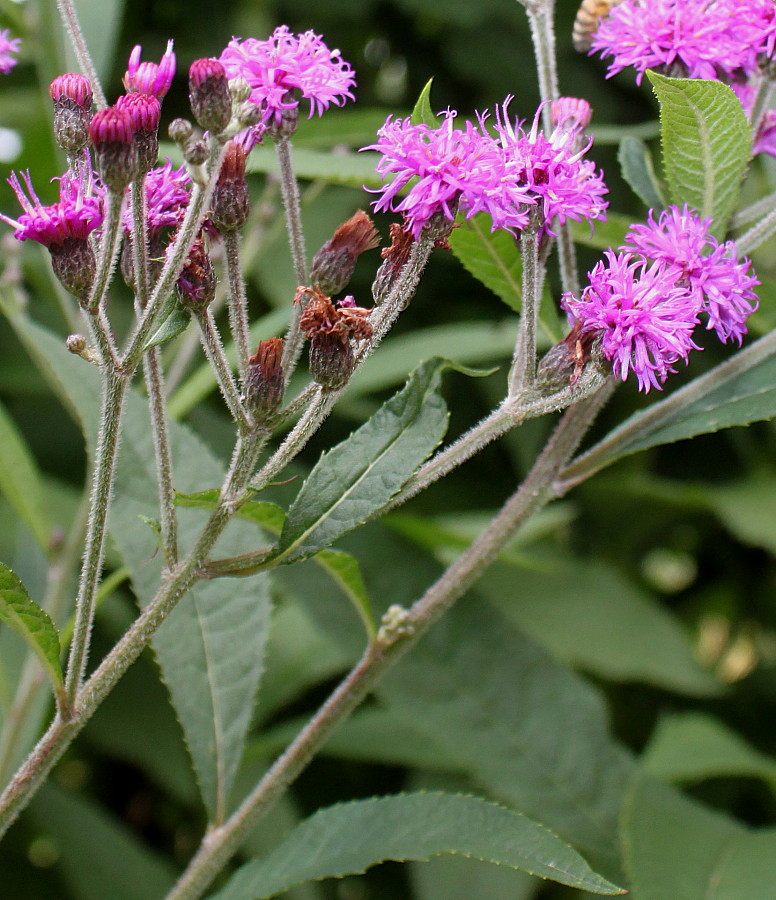 Изображение особи Vernonia arkansana.