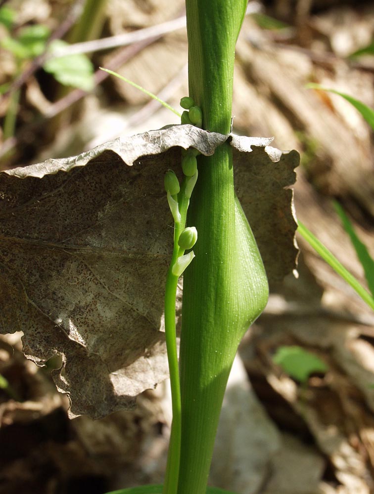 Изображение особи Convallaria majalis.