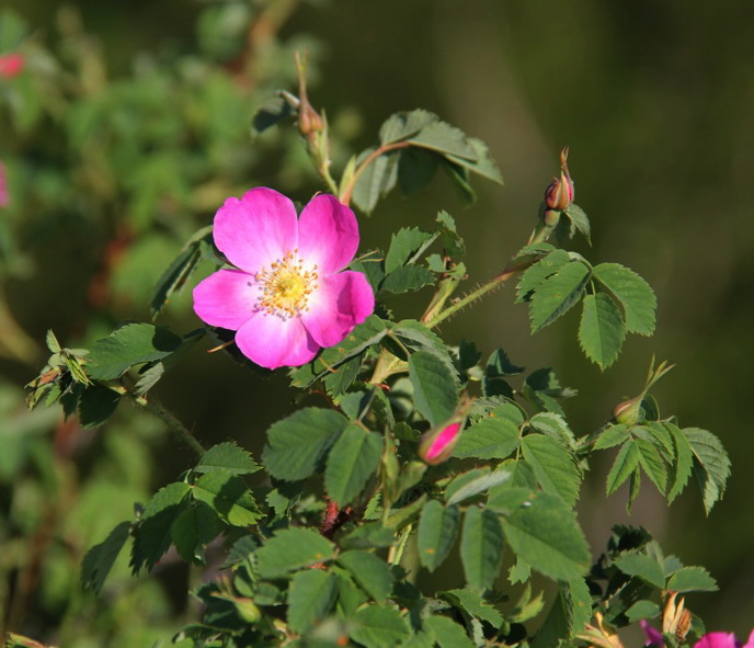 Image of Rosa acicularis specimen.