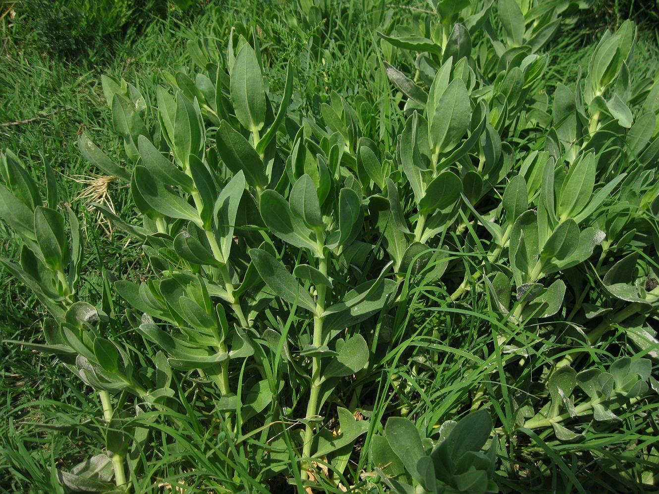 Image of Gypsophila anatolica specimen.