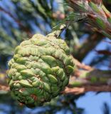 Sequoiadendron giganteum. Незрелая шишка. Германия, г. Дюссельдорф, Ботанический сад университета. 10.03.2014.