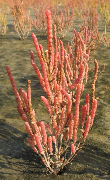 Изображение особи Salicornia europaea.