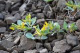 Corydalis nevskii