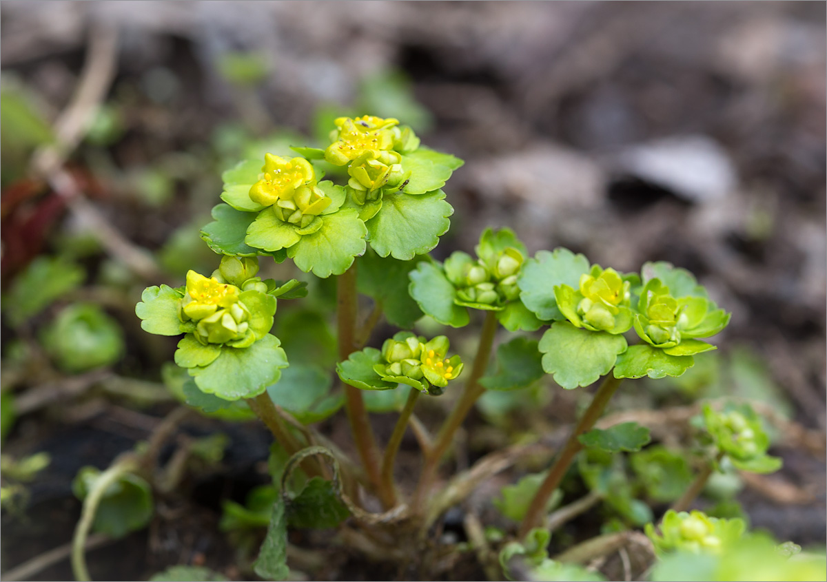 Image of Chrysosplenium alternifolium specimen.