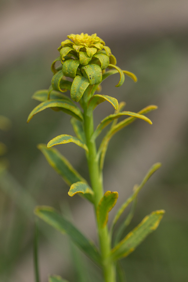 Image of Euphorbia virgata specimen.
