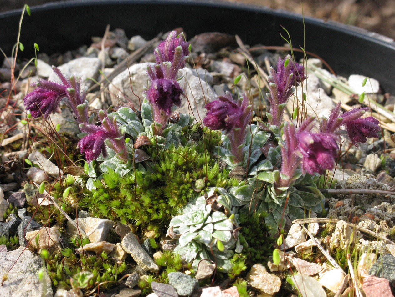 Image of Saxifraga stribrnyi specimen.