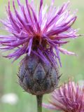 Centaurea apiculata