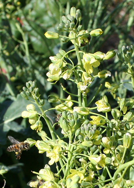 Изображение особи Brassica oleracea var. italica.