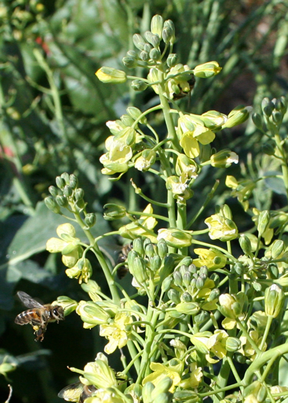 Image of Brassica oleracea var. italica specimen.