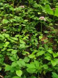Valeriana tripteris. Цветущие растения. Украина, Закарпатская обл,, Раховский р-н, в широколиственном (буковом) лесу. 3 мая 2008 г.