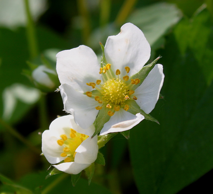 Изображение особи Fragaria chiloensis.
