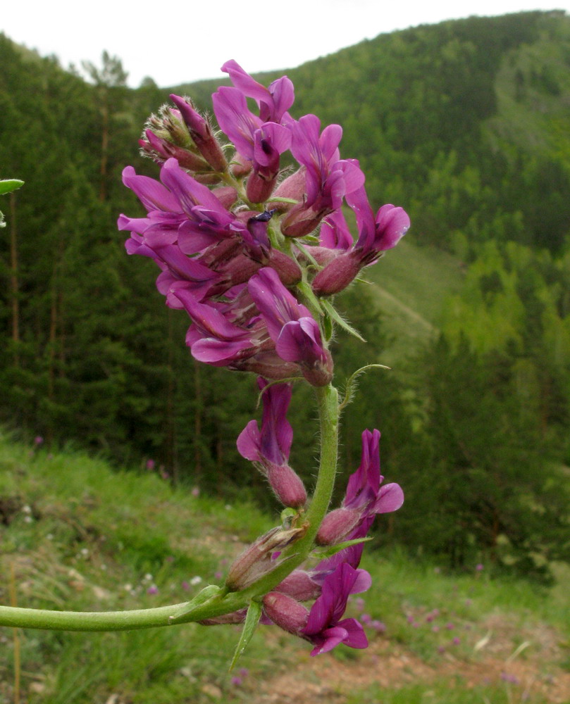 Изображение особи Oxytropis ammophila.