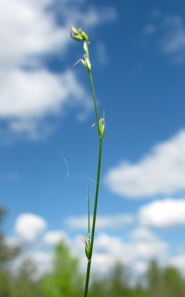 Изображение особи Carex disperma.