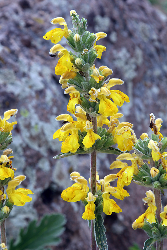 Изображение особи Phlomoides fulgens.